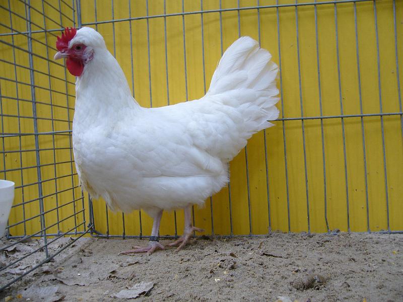 Hannover 2008 201.jpg - Altsteirer weiss von Friedhelm Grisse Preis sg 95 SE